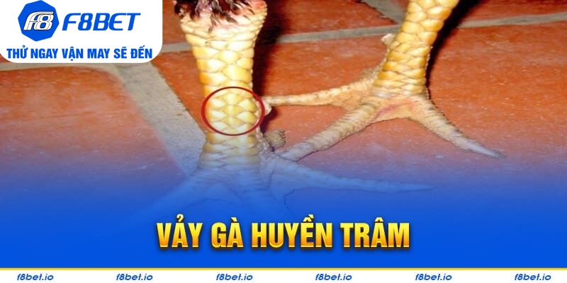 Vảy Gà Huyền Trâm
