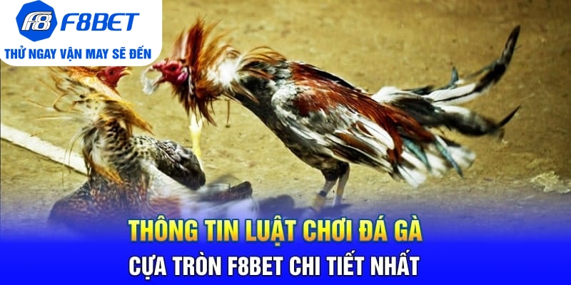 Thông Tin Luật Chơi Đá Gà Cựa Tròn F8BET Chi Tiết Nhất